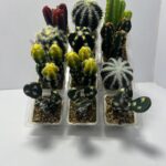 ADORNO CACTUS ARTIFICIAL