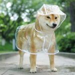 CARPA LLUVIA DE PERRO